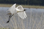 Royal spoonbill | Kōtuku ngutupapa. Adult taking flight. Lake Ellesmere, September 2012. Image © Steve Attwood by Steve Attwood.