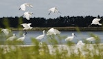 Royal spoonbill | Kōtuku ngutupapa. Flock in flight and landing. Mangere sewage ponds, Auckland, January 2011. Image © Eugene Polkan by Eugene Polkan.