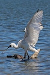 Royal spoonbill | Kōtuku ngutupapa. Juvenile preparing to take off. Waikanae River estuary, November 2013. Image © David Brooks by David Brooks.