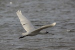 Royal spoonbill | Kōtuku ngutupapa. Adult in flight showing upperwing. Waikanae River estuary, January 2012. Image © Bart Ellenbroek by Bart Ellenbroek.