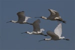 Royal spoonbill | Kōtuku ngutupapa. Mixed age flock in flight, ventral view (adult at top right). Ashley River estuary, Canterbury, March 2014. Image © Steve Attwood by Steve Attwood.