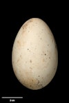 Royal spoonbill | Kōtuku ngutupapa. Egg 70.6 x 45.2 mm (NMNZ OR.008542, collected by N.J. Favaloro). Kerong, Victoria, Australia, November 1947. Image © Te Papa by Jean-Claude Stahl.