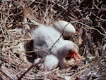 Royal spoonbill | Kōtuku ngutupapa. Young chick and egg in nest. Wairau Lagoons, Blenheim, February 1988. Image © Colin Miskelly by Colin Miskelly.