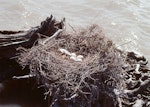 Royal spoonbill | Kōtuku ngutupapa. Nest with 4 eggs. Wairau Lagoons, Blenheim, February 1988. Image © Colin Miskelly by Colin Miskelly.