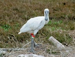 Royal spoonbill | Kōtuku ngutupapa. Fledgling near nest. Wairau Lagoons, November 2013. Image © Derek Templeton by Derek Templeton.