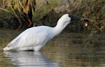 Royal spoonbill | Kōtuku ngutupapa. Immature snatching fish from water. Marewa waterway, Napier, July 2013. Image © Adam Clarke by Adam Clarke.