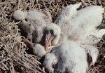 Royal spoonbill | Kōtuku ngutupapa. Chicks in nest. Wairau Lagoons, Blenheim, February 1988. Image © Colin Miskelly by Colin Miskelly.