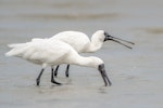 Royal spoonbill | Kōtuku ngutupapa. Adults feeding. Miranda, January 2010. Image © Tony Whitehead by Tony Whitehead.