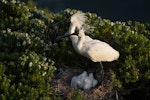 Royal spoonbill | Kōtuku ngutupapa. Adults at nest with chicks. The Catlins, December 2012. Image © Craig McKenzie by Craig McKenzie.