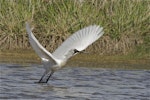 Royal spoonbill | Kōtuku ngutupapa. Adult taking off. Lake Ellesmere, September 2012. Image © Steve Attwood by Steve Attwood.