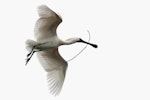 Royal spoonbill | Kōtuku ngutupapa. In flight with nesting material. South Westland, November 2010. Image © Glenda Rees by Glenda Rees.