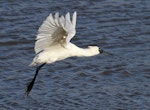 Royal spoonbill | Kōtuku ngutupapa. Adult taking flight. Whanganui, June 2012. Image © Ormond Torr by Ormond Torr.