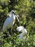 Royal spoonbill | Kōtuku ngutupapa. Adults in breeding plumage displaying. Whataroa white heron colony, October 2016. Image © Scott Brooks (ourspot) by Scott Brooks.