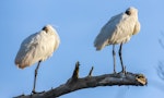 Royal spoonbill | Kōtuku ngutupapa. Breeding adults roosting. Wairau River, January 2020. Image © Derek Templeton by Derek Templeton.