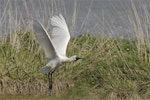 Royal spoonbill | Kōtuku ngutupapa. Adult taking flight showing underwing. Lake Ellesmere, September 2012. Image © Steve Attwood by Steve Attwood.