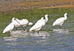 Royal spoonbill | Kōtuku ngutupapa. Flock loafing and feeding. Westshore Wildlife Reserve, Napier, March 2011. Image © Dick Porter by Dick Porter.