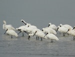 Royal spoonbill | Kōtuku ngutupapa. Roosting flock. Manawatu River estuary, July 2011. Image © Alan Tennyson by Alan Tennyson.