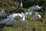 Royal spoonbill | Kōtuku ngutupapa. At nesting site. Kapiti Island, November 2006. Image © Peter Reese by Peter Reese.