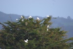 Royal spoonbill | Kōtuku ngutupapa. Flock in macrocapa. Miranda. Image © Noel Knight by Noel Knight.