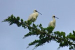 Royal spoonbill | Kōtuku ngutupapa. Roosting in macrocapa. Weymouth. Image © Noel Knight by Noel Knight.