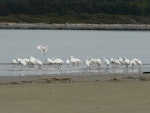 Royal spoonbill | Kōtuku ngutupapa. Roosting flock in estuary. Manawatu River estuary, July 2011. Image © Alan Tennyson by Alan Tennyson.