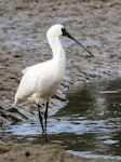 Royal spoonbill | Kōtuku ngutupapa. Royal spoonbill wading in river. Weiti River, Stillwater, North Auckland, June 2012. Image © Martin Sanders by Martin Sanders.