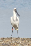 Royal spoonbill | Kōtuku ngutupapa. Banded 8-year-old (yellow over pale green on left, red over yellow on right), banded as a chick at Blenheim sewage ponds. Motueka marina, Wharf Road, July 2013. Image © David Samways by David Samways.