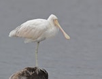 Yellow-billed spoonbill. Adult. Western Treatment Plant, Werribee, Victoria, May 2019. Image © Ian Wilson 2019 birdlifephotography.org.au by Ian Wilson.