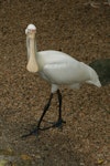 Yellow-billed spoonbill. Adult. Cairns, August 2010. Image © Andrew Thomas by Andrew Thomas.