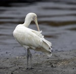 Yellow-billed spoonbill. Breeding adult preening. Western Treatment Plant, Werribee, Victoria, Australia, May 2008. Image © Sonja Ross by Sonja Ross.