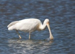 Yellow-billed spoonbill. Adult feeding. Western Treatment Plant, Werribee, Victoria, Australia, March 2010. Image © Sonja Ross by Sonja Ross.