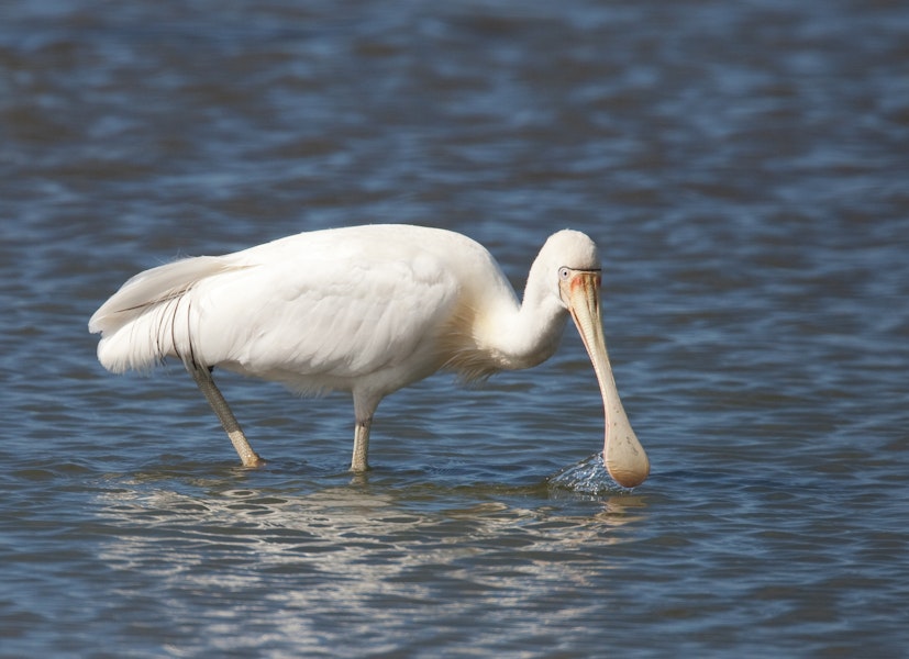 Yellow-billed spoonbill. Adult feeding. Western Treatment Plant, Werribee, Victoria, Australia, March 2010. Image © Sonja Ross by Sonja Ross.