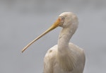 Yellow-billed spoonbill. Adult. Western Treatment Plant, Werribee, Victoria, April 2019. Image © Stephen Garth 2019 birdlifephotography.org.au by Stephen Garth.