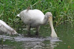 Yellow-billed spoonbill. Adult feeding in water. Western Australia, April 2014. Image © Duncan Watson by Duncan Watson.