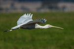 Yellow-billed spoonbill. Adult in flight. Tamrookum, Queensland, July 2016. Image © Harry Charalambous 2016 birdlifephotography.org.au by Harry Charalambous.