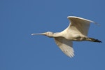 Yellow-billed spoonbill. Adult in flight. Nairns-Coodanup-Mandurah, Western Australia, December 2016. Image © William Betts 2017 birdlifephotography.org.au by William Betts.