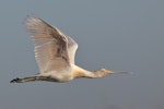 Yellow-billed spoonbill. Adult in flight. Western Treatment Plant, Werribee, Victoria, December 2014. Image © Ian Wilson 2014 birdlifephotography.org.au by Ian Wilson.