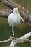 Yellow-billed spoonbill. Adult roosting on tree branch. Western Australia, April 2014. Image © Duncan Watson by Duncan Watson.