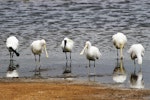 Yellow-billed spoonbill. Four adults with two royal spoonbills (the latter with black bills and legs). Western Treatment Plant, Werribee, Victoria, November 2015. Image © Ray Fox 2017 birdlifephotography.org.au by Ray Fox.