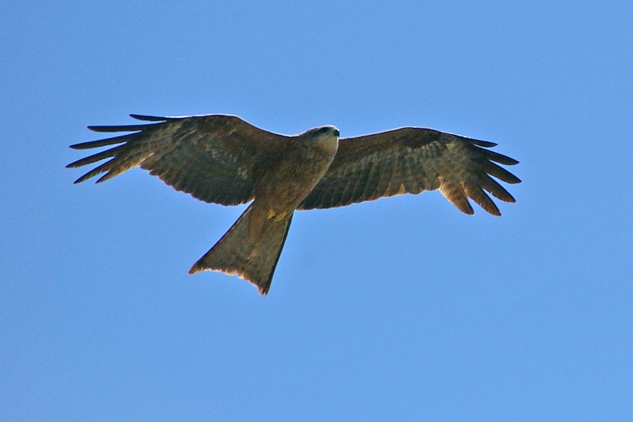 Black kite. Ventral view of adult in flight. Yeppoon, Queensland. Image © Noel Knight by Noel Knight.