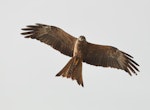 Black kite. Adult in flight. Beach in front of Weipa Caravan Park, Queensland, August 2016. Image © Glenn Pure 2016 birdlifephotography.org.au by Glenn Pure.