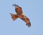 Black kite. Adult in flight, carrying stick. Roebuck Bay, Broome, Western Australia, August 2018. Image © Glenn Pure 2018 birdlifephotography.org.au by Glenn Pure.