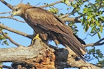 Black kite. Adult. Darwin, July 2012. Image © Dick Porter by Dick Porter.