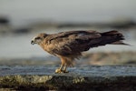 Black kite. Adult feeding on ground. Cable Beach, Broome, Western Australia, August 2014. Image © Roger Smith by Roger Smith.