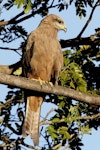 Black kite. Perched adult. Darwin, July 2012. Image © Dick Porter by Dick Porter.