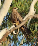 Black kite. Adult with food item. Mareeba, October 2013. Image © Imogen Warren by Imogen Warren.