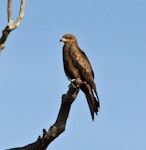 Black kite. Adult perched on snag. Townsville, Australia, June 2012. Image © Rebecca Bowater FPSNZ by Rebecca Bowater FPSNZ.