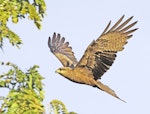 Black kite. Ventral view of adult in flight. Darwin, Northern Territory, Australia, July 2012. Image © Dick Porter by Dick Porter.