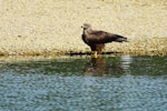 Black kite. Adult standing by water. Bas-rebourseaux, France, July 2016. Image © Cyril Vathelet by Cyril Vathelet.