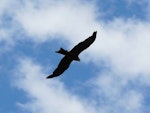 Black kite. Ventral flight silhouette. Renwick, January 2013. Image © Alan Tennyson by Alan Tennyson.